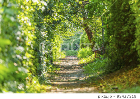 大阪城公園にある森のトンネル 大阪城公園にある森のトンネル 95427519