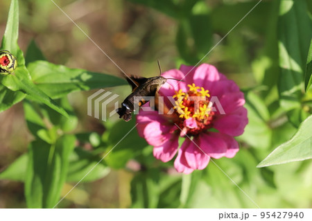 日本の秋の庭に咲くヒャクニチソウの花の蜜を吸うホウジャク(蛾の仲間) 日本の秋の庭に咲くヒャクニチソウの花の蜜を吸うホウジャク(蛾の仲間) 95427940