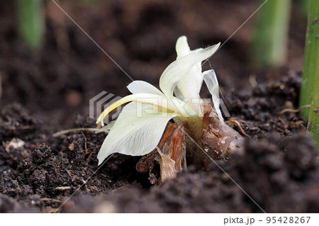 ミョウガ 95428267