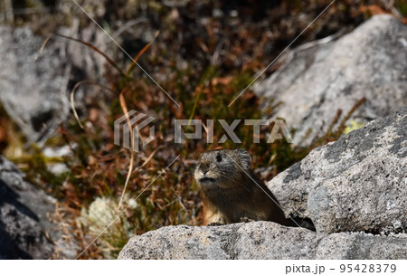 ナキウサギ 95428379