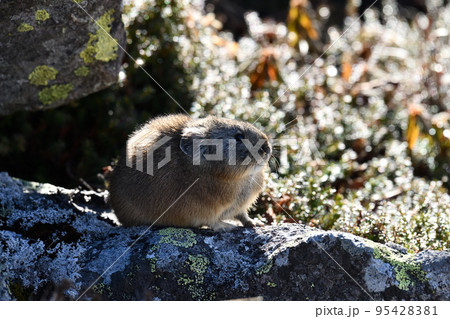 ナキウサギ 95428381