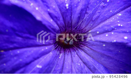 Macrophotography of the purple flower core selective focus Macrophotography of the purple flower core selective focus 95428496