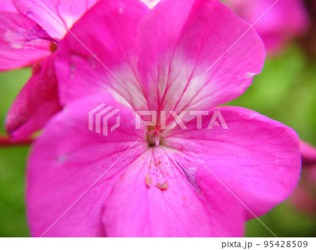 Pink and white flower with streaks on the leaves selective focus Pink and white flower with streaks on the leaves selective focus 95428509