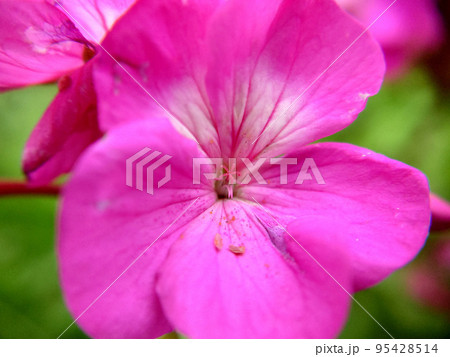 Pink-white flower with veined leaves on a grassy background Pink-white flower with veined leaves on a grassy background 95428514