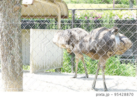 動物園のエミュー 95428870