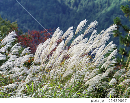 風に揺れるススキの穂 95429067