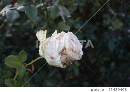 バラ属 ローザ フロリバンダ 95429408