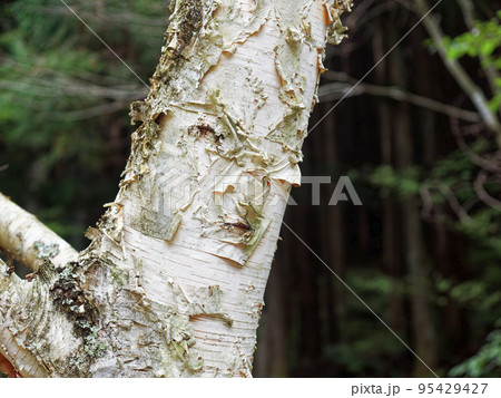 白樺の幹 95429427