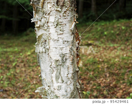 白樺の幹 95429461