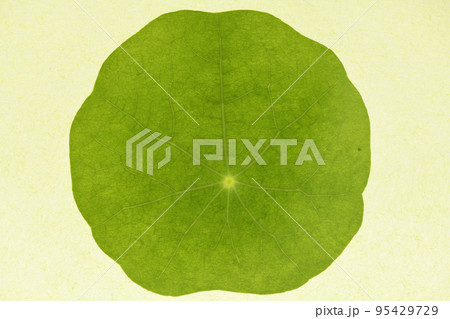 キンレンカ（金蓮花）の葉と葉脈 95429729