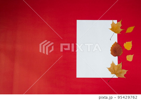 Cean white sheet of paper for text with autumn fallen leaves on a red background. Autumn greeting Card concept with copy space Cean white sheet of paper for text with autumn fallen leaves on a red background. Autumn greeting Card concept with copy space 95429762