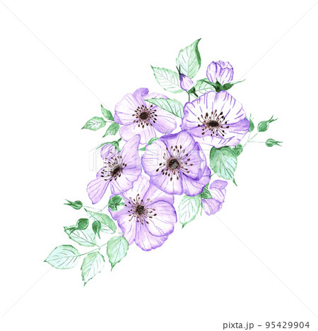 Handdrawn anemone composition. Watercolor wind flower on the white background. Scrapbook design elements. Typography poster, card, label, banner. Handdrawn anemone composition. Watercolor wind flower on the white background. Scrapbook design elements. Typography poster, card, label, banner. 95429904