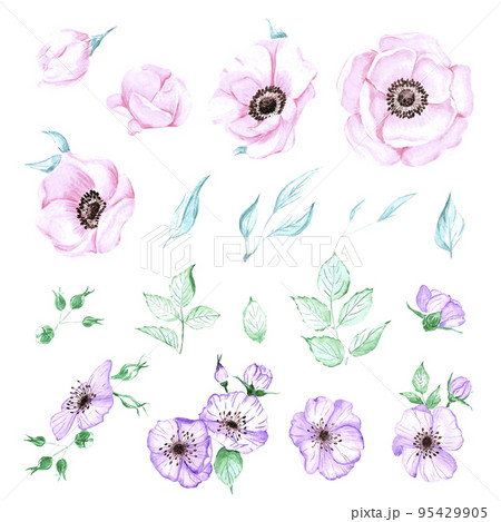 Handdrawn anemone. Watercolor wind flower on the white background. Scrapbook design elements. Typography poster, card, label, banner design set. Handdrawn anemone. Watercolor wind flower on the white background. Scrapbook design elements. Typography poster, card, label, banner design set. 95429905