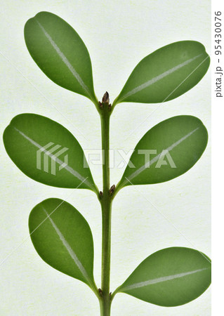 ツゲ(柘植、黄楊)の葉と和紙の背景素材 ツゲ(柘植、黄楊)の葉と和紙の背景素材 95430076
