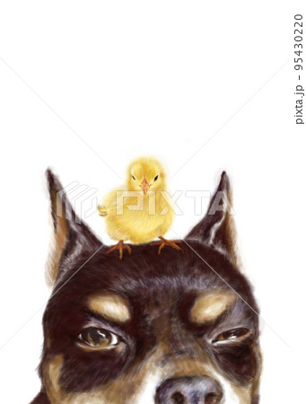 Chick standing on the head of a small dog. 95430220