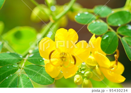 秋、コバノセンナが満開 秋、コバノセンナが満開 95430234