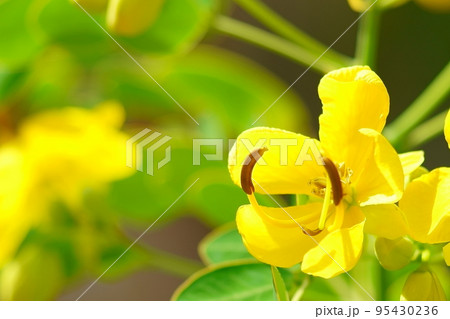 秋に咲く花、コバノセンナに接写 95430236
