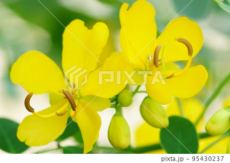 秋に咲く花、コバノセンナ 秋に咲く花、コバノセンナ 95430237