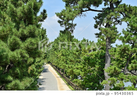 草加宿散歩・おくのほそ道の風景地　草加松原 95430365