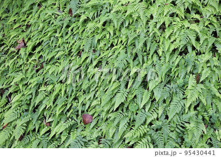 台湾 植物 工場 95430441