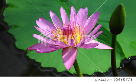 水面に浮かぶ睡蓮の花 熱帯植物(3月)熱帯スイレン40H16.9 水面に浮かぶ睡蓮の花 熱帯植物(3月)熱帯スイレン40H16.9 95430773