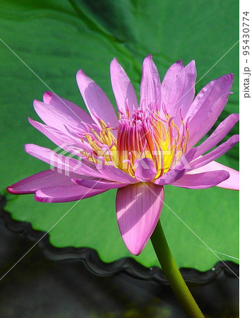 水面に浮かぶ睡蓮の花　熱帯植物(3月)熱帯スイレン40V3.4 95430774
