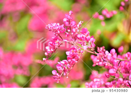 アサヒカズラの花 95430980