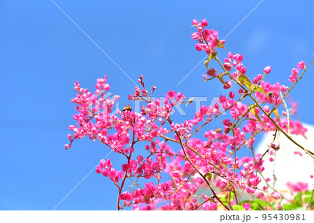 青空とアサヒカズラの花 95430981