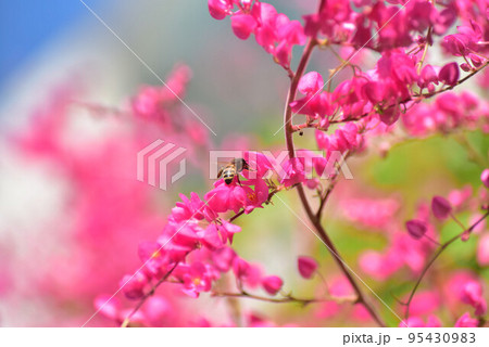 アサヒカズラの蜜を集める蜜蜂 95430983