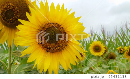 In the foreground in cloudy weather two yellow sunflowers 95431153