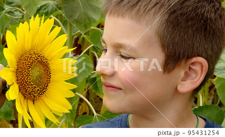 A little boy smeared with sunflower pollen on a summer day A little boy smeared with sunflower pollen on a summer day 95431254