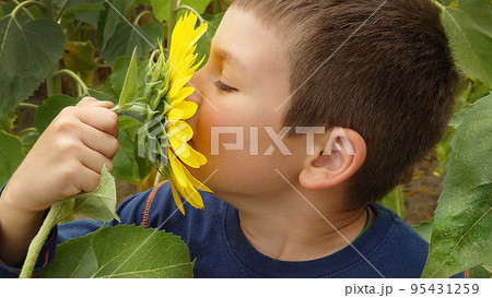 A little boy sniffs a yellow sunflower on a summer day 95431259
