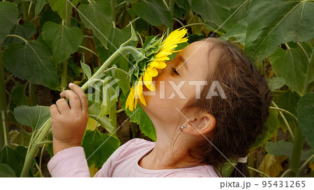 A little girl sniffs a yellow sunflower on a summer day A little girl sniffs a yellow sunflower on a summer day 95431265
