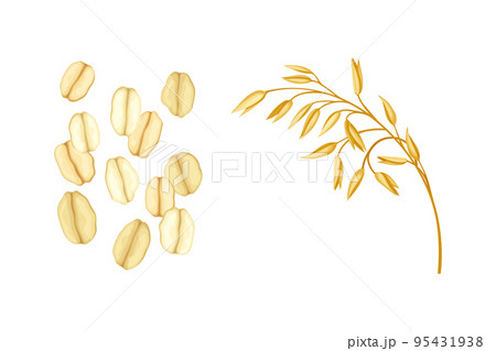Scattered Oatmeal and Grain Spikelet as Whole-grain Food Vector Set 95431938