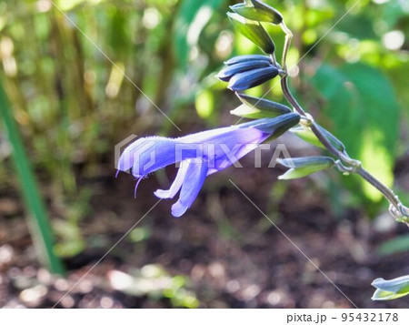 サルビアグアラニティカの花 サルビアグアラニティカの花 95432178