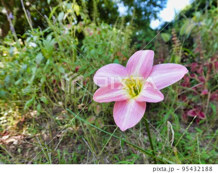 ゼフィランサスの花 95432188
