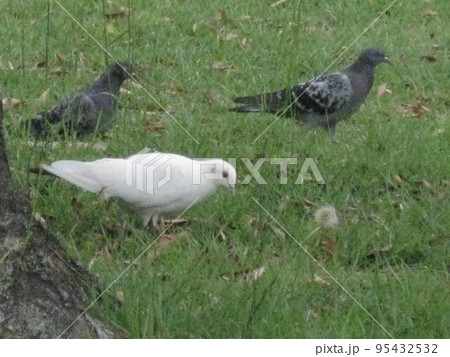 白鳩さんの、早朝散歩です。 白鳩さんの、早朝散歩です。 95432532