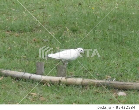 白鳩さんの、早朝散歩です。 白鳩さんの、早朝散歩です。 95432534
