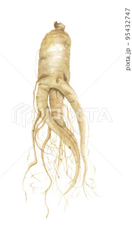 高麗人参　朝鮮人参 95432747