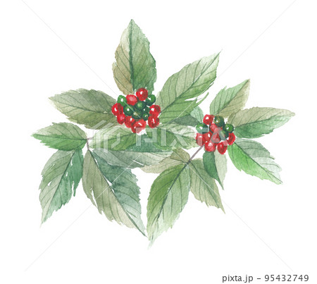 高麗人参 朝鮮人参 葉と実 高麗人参 朝鮮人参 葉と実 95432749