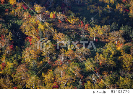大雪山の紅葉 95432776