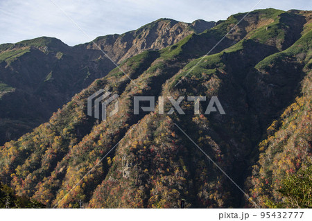 大雪山の紅葉 95432777