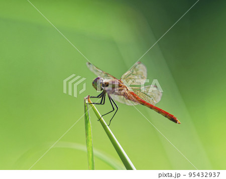 草の茎で翅を休めるアキアカネ 草の茎で翅を休めるアキアカネ 95432937