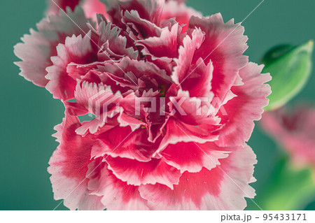 カーネーション-88 95433171