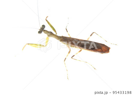 小さくて かわいいヒメカマキリ 小さくて かわいいヒメカマキリ 95433198