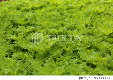 鮮やかな緑の葉 95433415