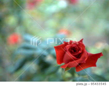 10月に咲いたバラの花「ブラックティー」 10月に咲いたバラの花「ブラックティー」 95433545