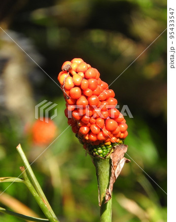 マムシグサの果実 マムシグサの果実 95433547