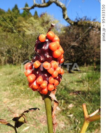 マムシグサの果実 95433550