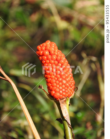 マムシグサの果実 95433555